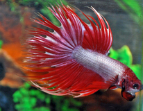 Combattant Crowntail Dragon (mÂle)