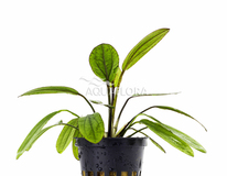 Echinodorus 'red Diamond' - Pe