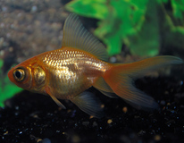 Fantail Telescope Red