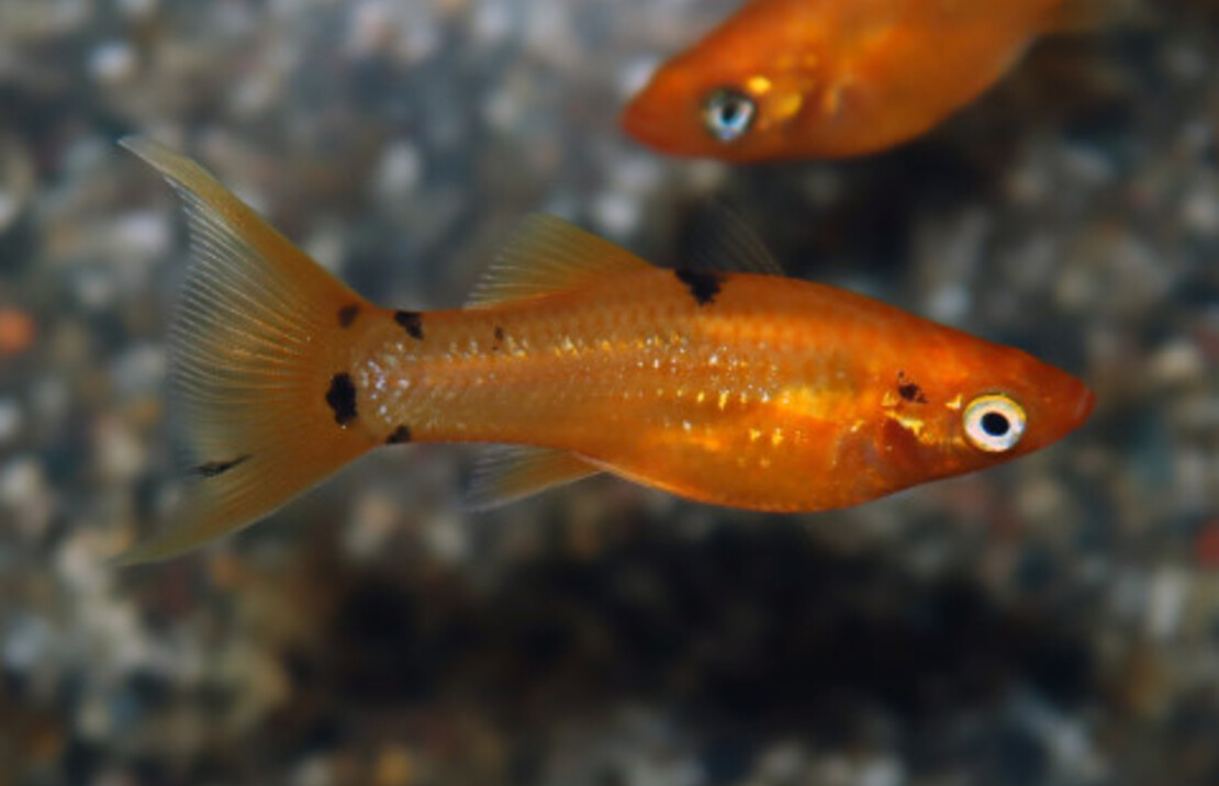 Molly Golddust Schleier