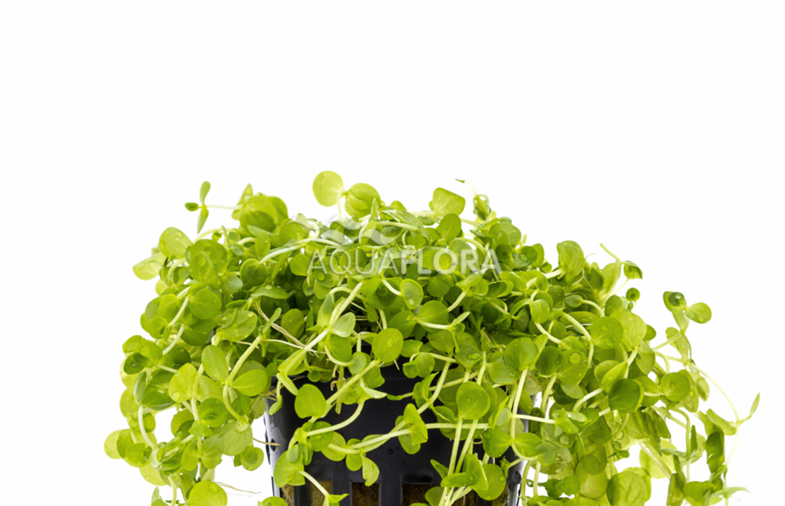 Micranthemum Umbrosum - Pe