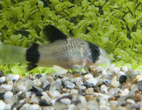 Panda Pantsermeerval