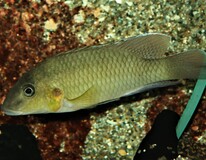 Cichlide Mamonekenei