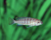 CichlidÉ Malawi Flavus