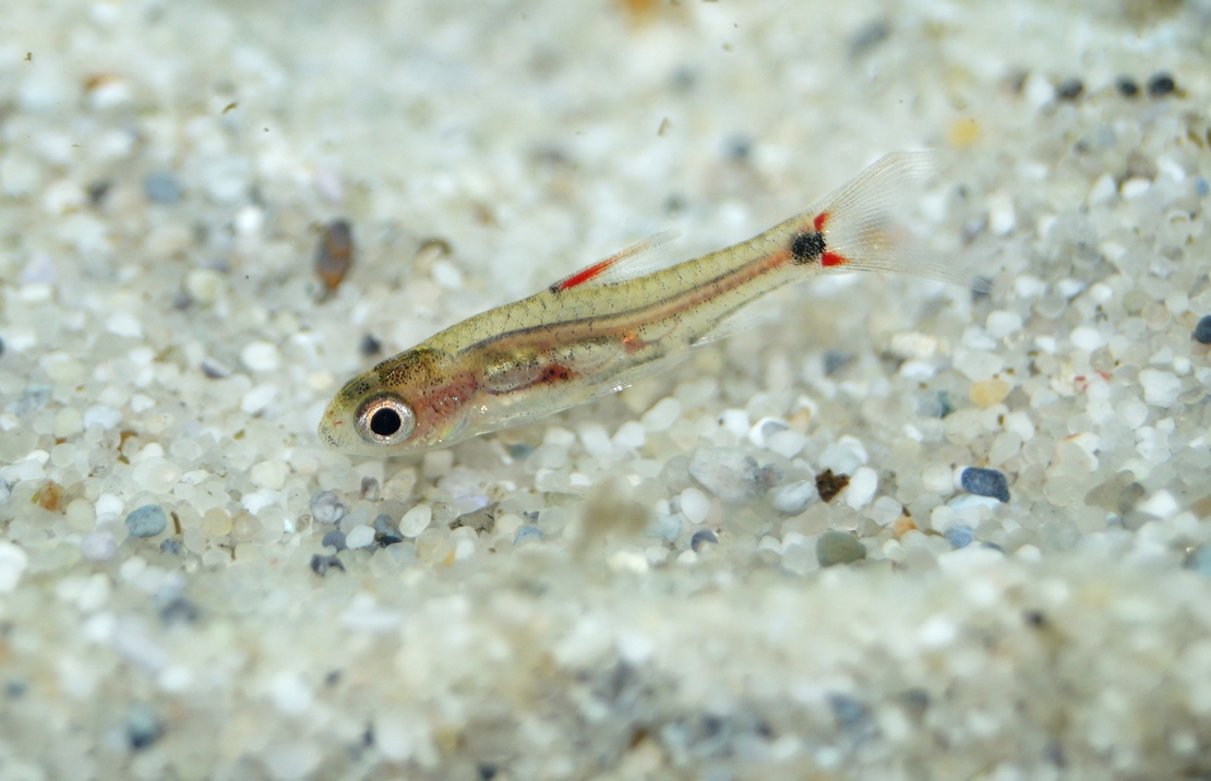 Barbus Africain Nain