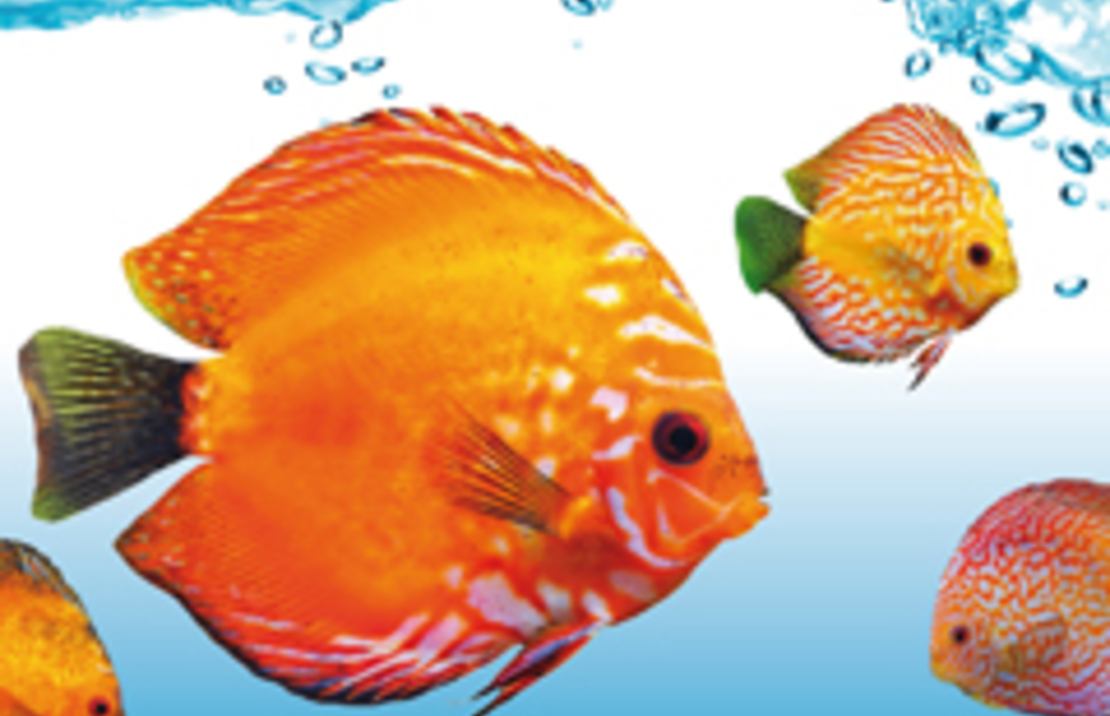 Degen Baby Menu Blister 2 X 100 Gr.