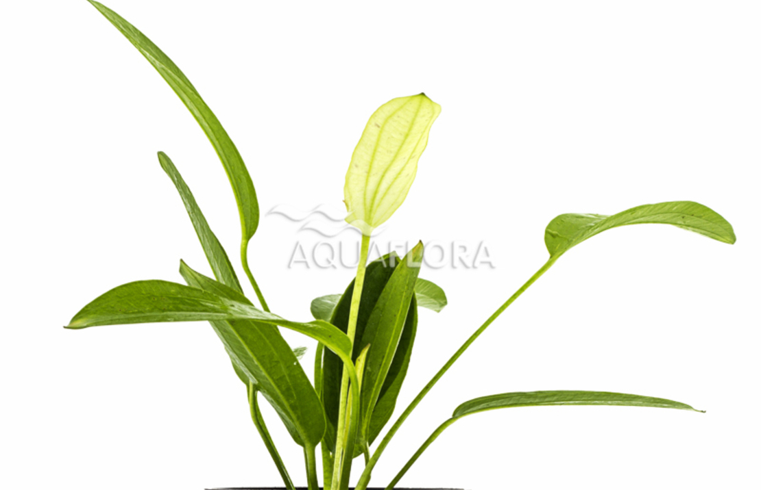 Echinodorus 'tricolor' - Pe