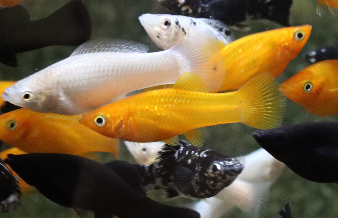 Molly Voile Assortis