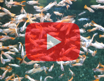 Guppy Endler Neon Rosa Weiss Mann