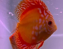Discus Red Map