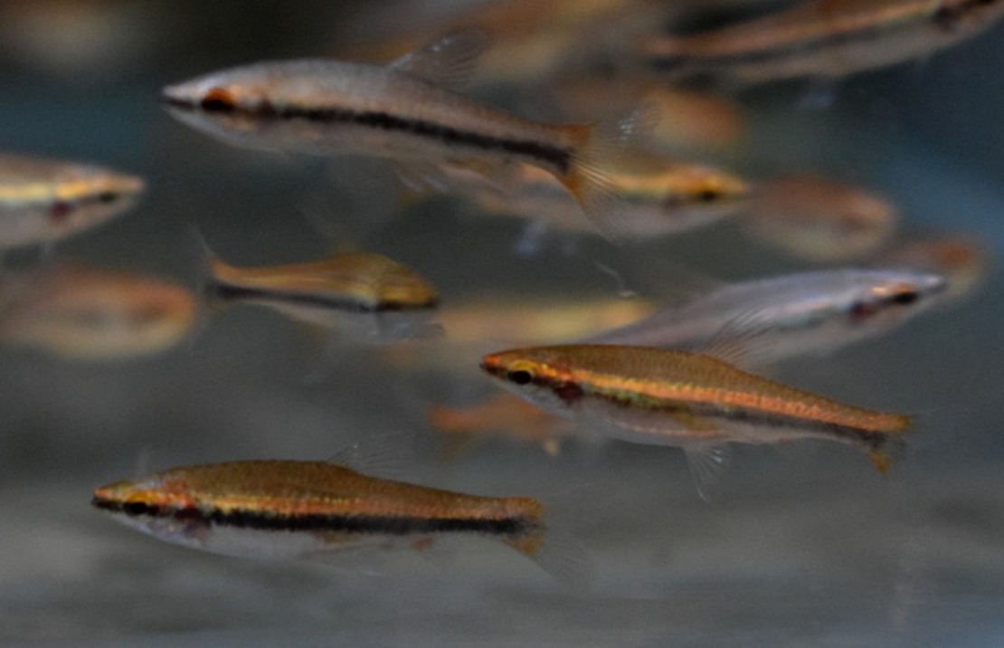 Potloodvisje Beckfordi Rood