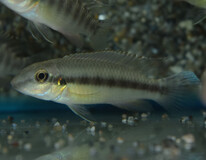 Dwergcichlide Humilis