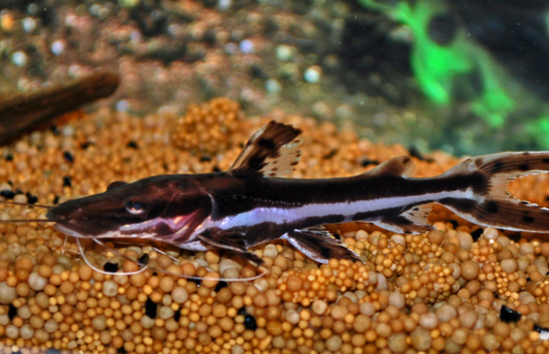 Tijger Spatelmeerval