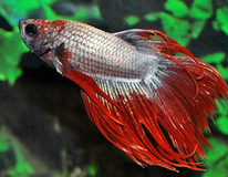 Combattant Crowntail Dragon (mÂle)