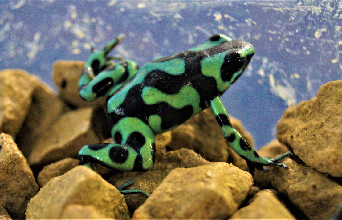 Dendrobate DorÉ Vert