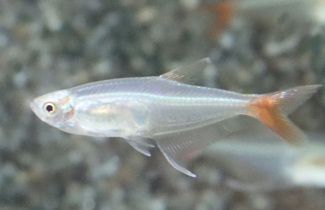 Characin De Verre À Queue Rouge