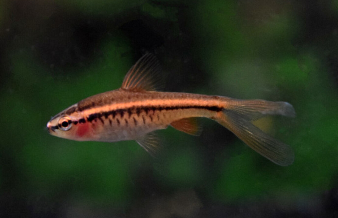 Cherry Barb Long Fin
