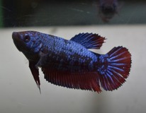 Combattant King (femelle)