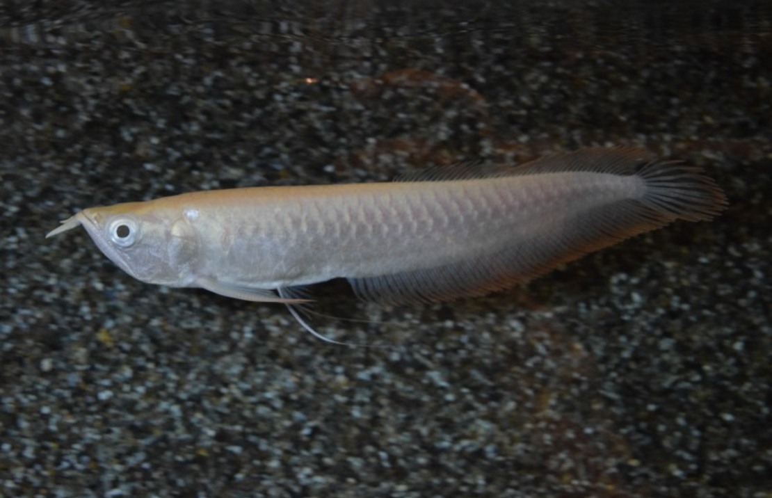 Silber Arowana Albino
