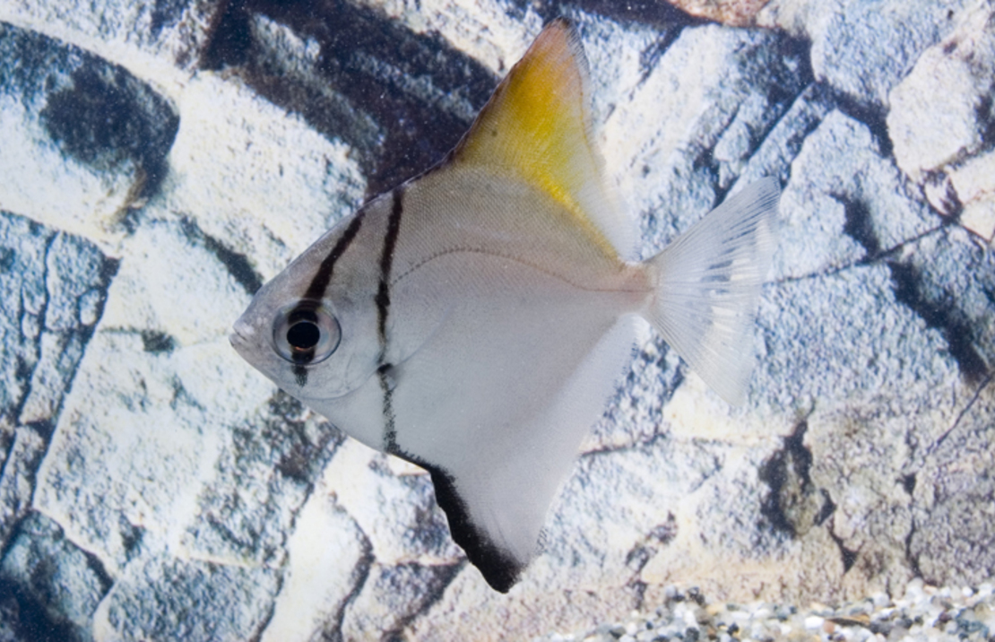 Poisson-lune ArgentÉ