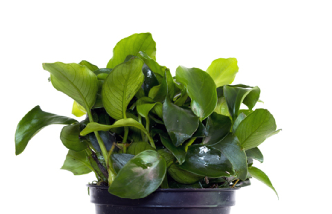 Anubias Barteri Var. Nana 'mini Mini' - Pe