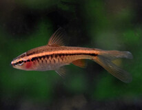 Cherry Barb Long Fin