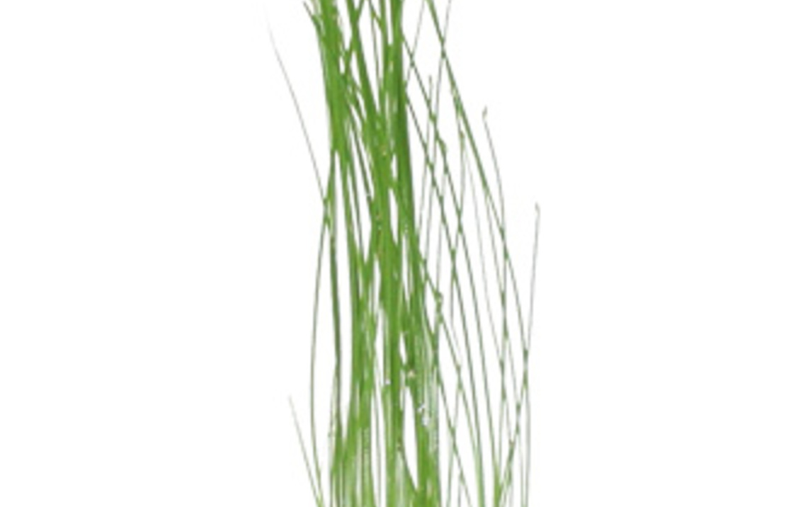 Eleocharis Vivipara - Pe