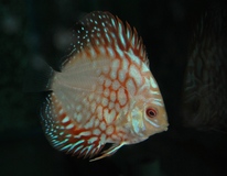 Discus Red Map