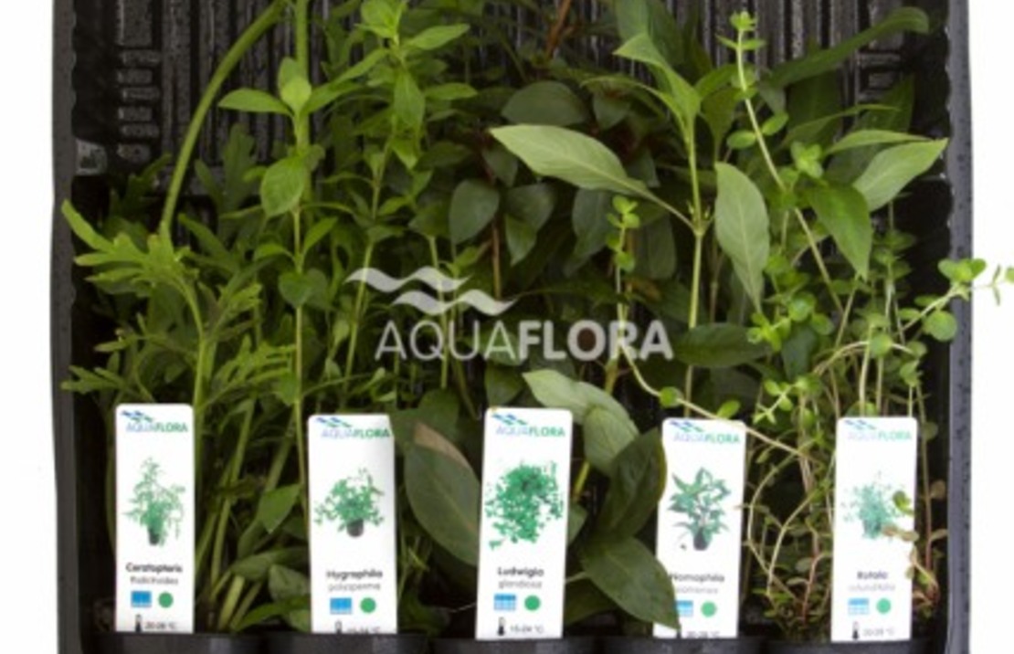 Mix 5 Pots Back Ground - As