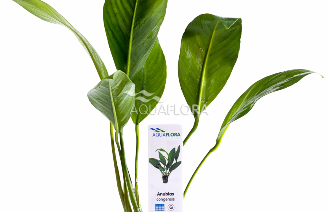 Anubias Congensis - Pe