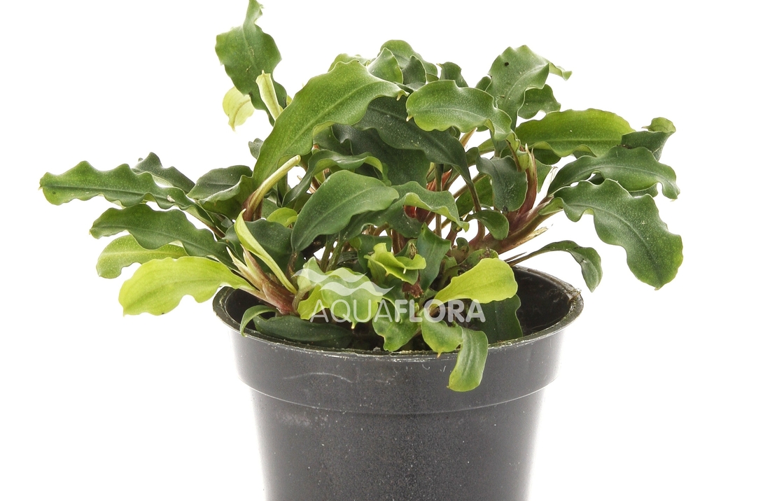 Bucephalandra 'wavy Green' - Pe