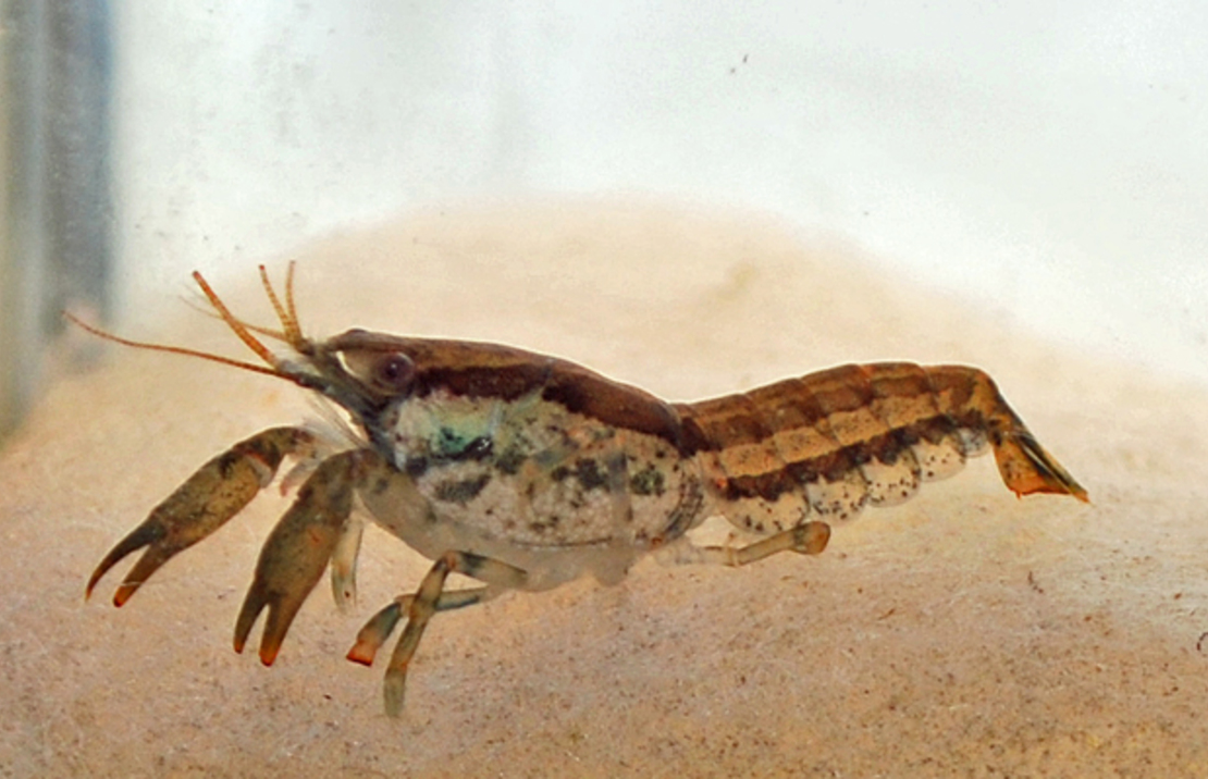 Brazos Dwarf Crayfish