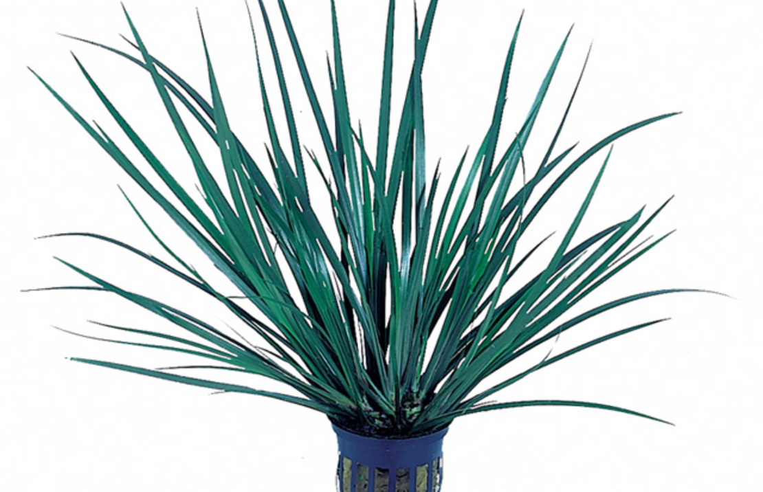 Acorus Gramineus 'pussilus' - Pt