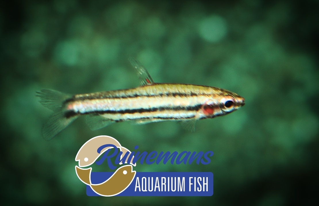 Poisson-crayon Super Rouge Cenepa