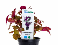 Alternanthera Reineckii - Pe