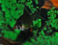 Tiger Barb Green