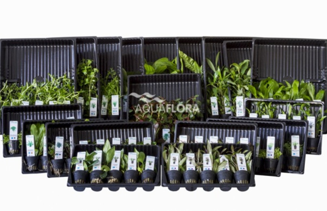 Ass. 7: 20x5 (100) Pots All Colour Code Groups - As