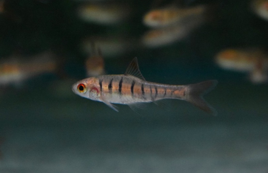 African Banded Barb