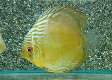 Discus Sauvage