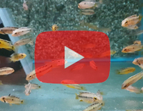 Dwergcichlide Atahualpa