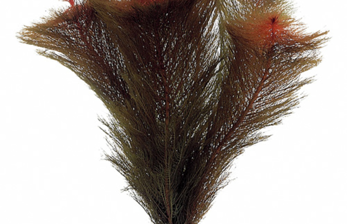 Myriophyllum Tuberculatum (matagrossense Red) - Ta