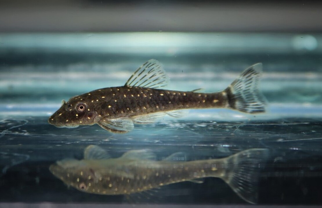 Dwarf Pleco Haroldoi