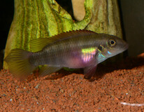 Dwergcichlide Humilis