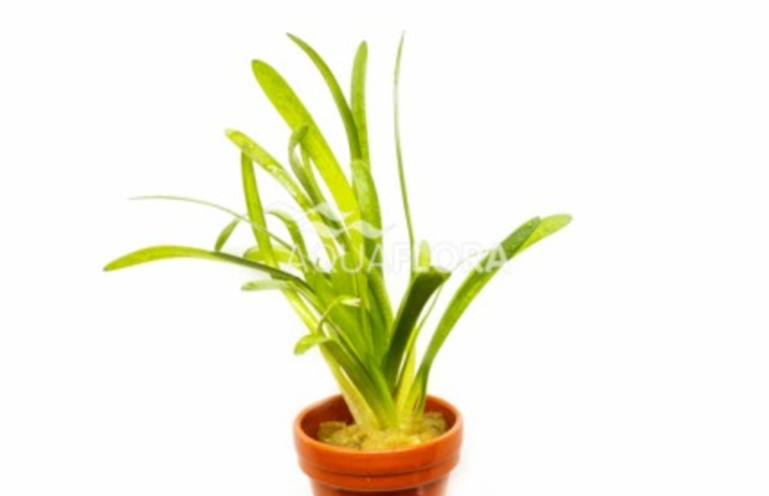 Sagittaria Subulata 'teres' - Ta