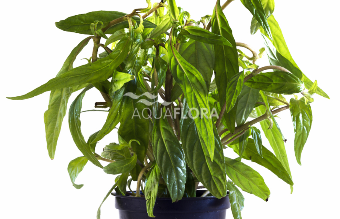 Hygrophila Sp. 'pantanal Wavy' - Pe