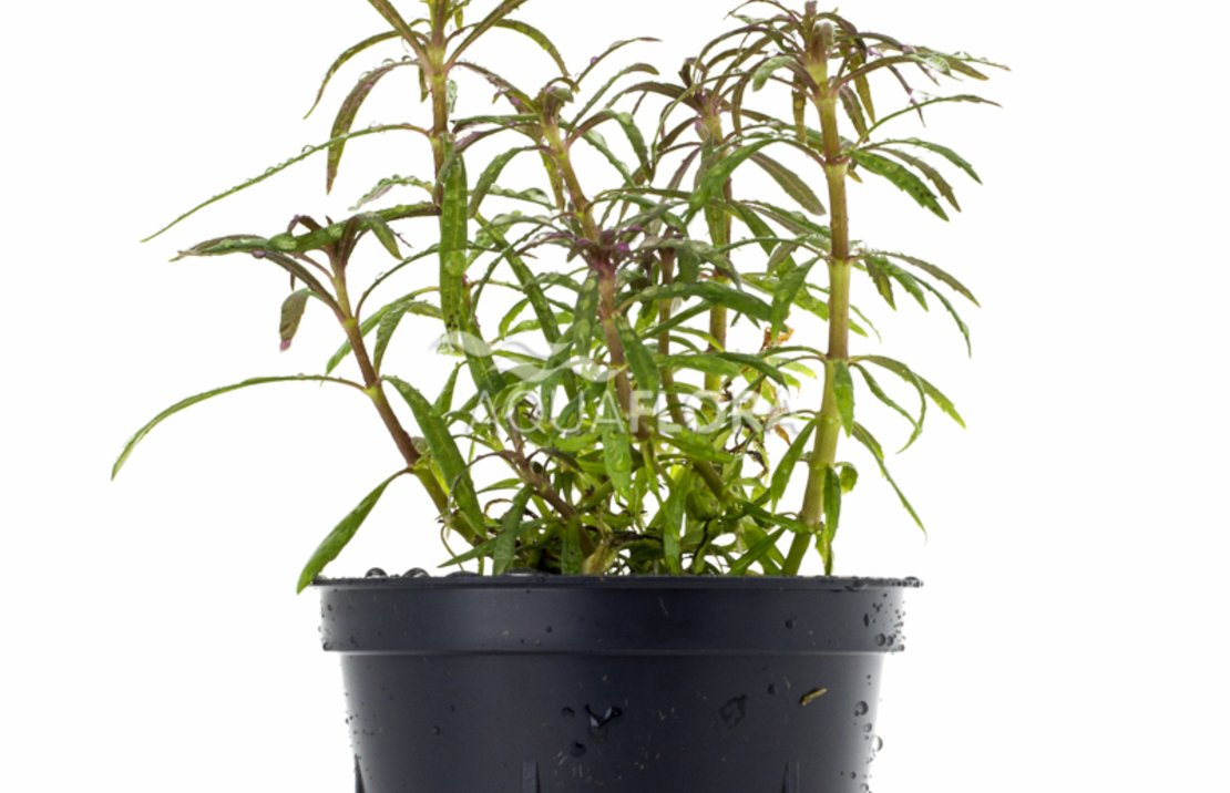 Eusteralis Stellata - Pe