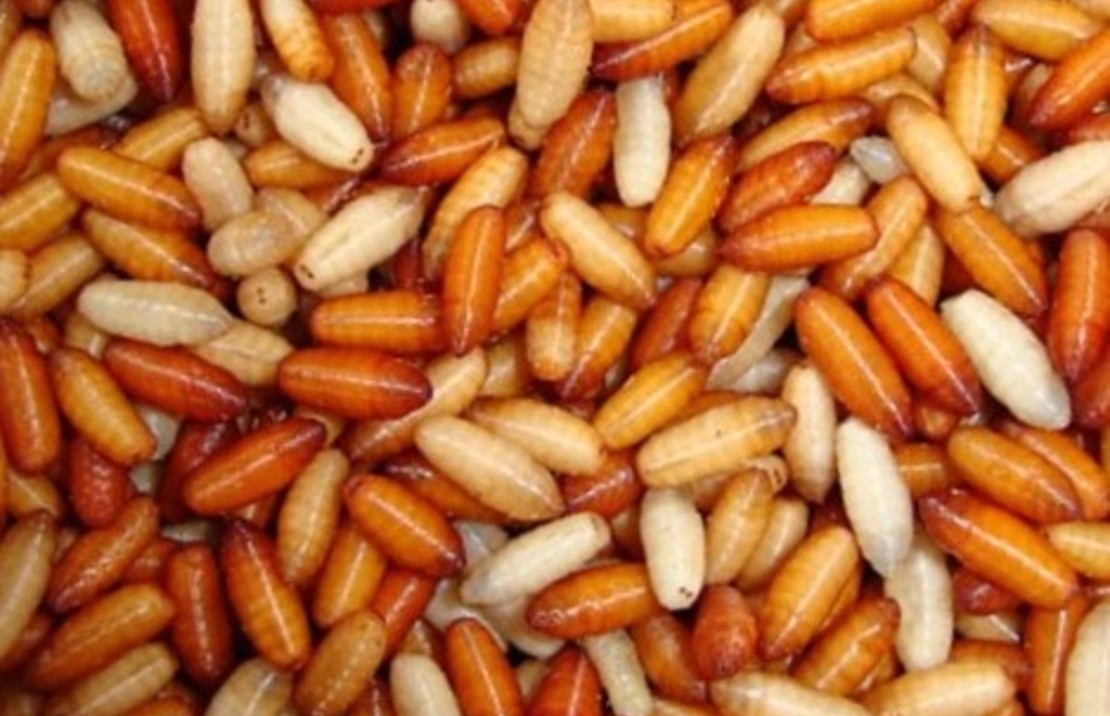 Asticots Casters (litre)