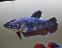 Combattant King (femelle)