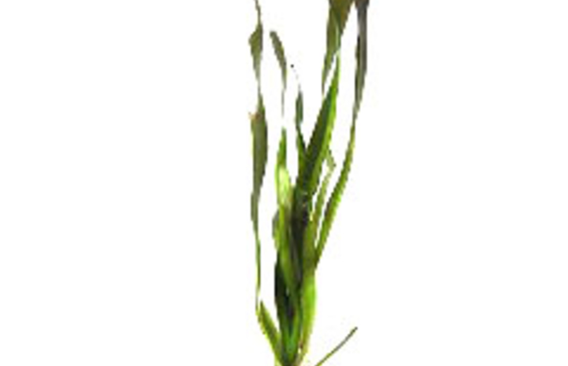 Molly Golddust Tuxedo