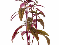 Alternanthera Sessilis - Pe